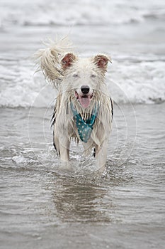 Happy almost white dog running and playing on the beach