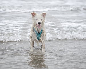 Happy almost white dog running and playing on the beach