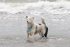 Happy almost white dog running and playing on the beach