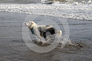 Happy almost white dog running and playing on the beach