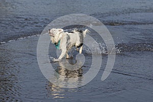 Happy almost white dog running and playing on the beach