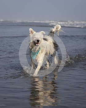 Happy almost white dog running and playing on the beach