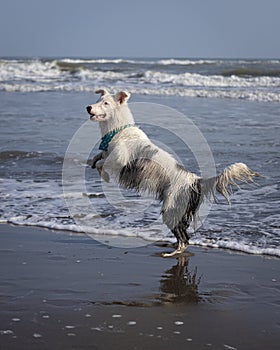 Happy almost white dog running and playing on the beach