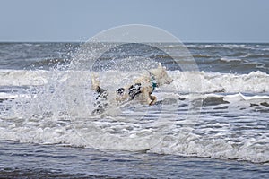 Happy almost white dog running and playing on the beach