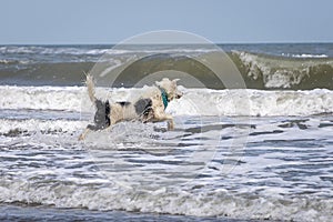 Happy almost white dog running and playing on the beach