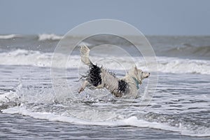 Happy almost white dog running and playing on the beach