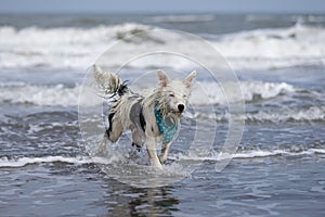 Happy almost white dog running and playing on the beach