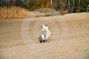 Happy white dog running on sunny sandy beach.
