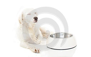 HAPPY WHITE DOG WAITING FOR EAT FOOD IN A BOWL ISOLATED ON WHIT