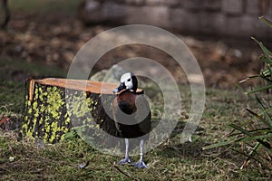 Happy white-faced whistling duck stands in the sun near a stump at Newquay Zoo