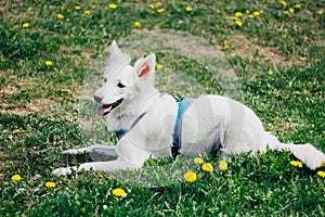 Happy white fluffy dog on yellow flower grass field