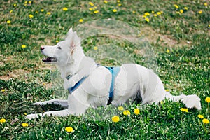 Happy white fluffy dog on yellow flower grass field