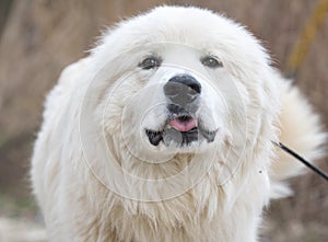 Happy white Great Pyrenees dog