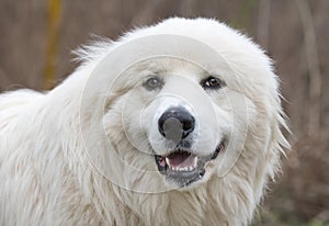 Happy white Great Pyrenees dog