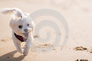 Happy white maltese dog running on the sand, space for text