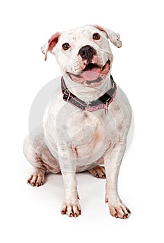 Happy White Pit Bull Dog