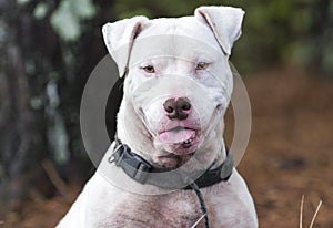 Happy white Pitbull dog with panting tongue