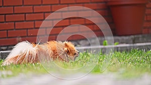 Happy white Pomeranian running in a garden with a stick in his teeth on garden