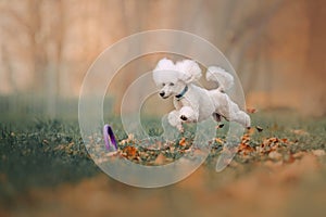 Happy white poodle jumping after a toy outdoors