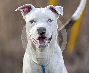 Happy white puppy dog wagging tail