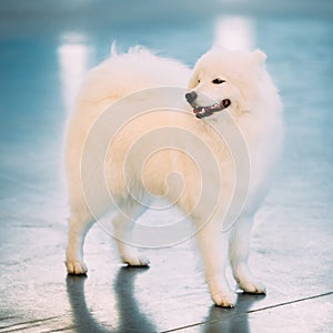 Happy White Samoyed Dog Puppy Whelp Standing on