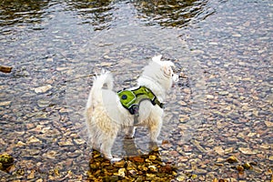 Happy White Spitz puppy with backpack-harness stands in a few inches of water in a rocky stream