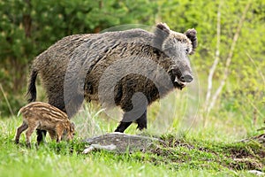 Happy wild boar mother and little striped piglet grazing on glade in spring