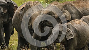 Happy wild elephant family in love