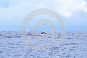 Happy wild pantropical spotted dolphin, Stenella attenuata, jumps free near a whale watching boat in the middle of the Pacific