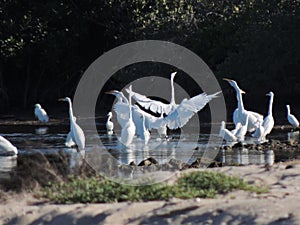 HAPPY WILDLIFE AT SAN CARLOS photo