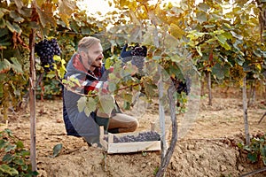 Happy wine maker picking black grapes on vineyard