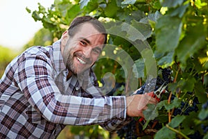 Happy winemaker harvesting grapes