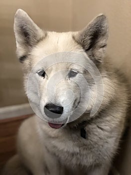 Happy wolf