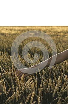 Happy woman enjoying the life in the sunny field. Nature beauty, white clouds and field with golden wheat. Outdoor