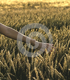 Happy woman enjoying the life in the sunny field. Nature beauty, white clouds and field with golden wheat. Outdoor