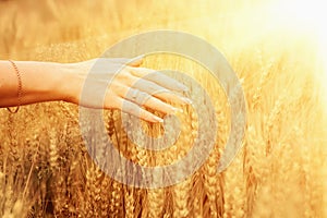 Happy woman enjoying the life in the sunny wheat field. Agriculture harvest, food industry concept