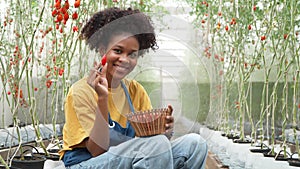 Happy woman farmer sitting on her homegrown organic farm and harvesting fresh red tomatoes in baskets for cooking and selling in