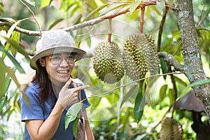 Happy woman with Fresh Durian hanging on tree in organic farm, king of fruit Thailand. Famous Southeast food, Asian Exotic