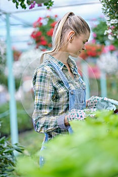 Happy  woman gardener choosing flower pot with anthuriums in garden center