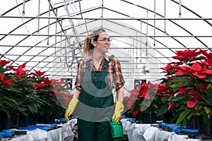 Happy woman gardener walks through the greenhouse full of red poinsettia flowers