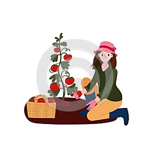 Happy Woman harvests vegetables in her garden. Female farmer in hat collects local Tomato. Domestic organic production in farmland