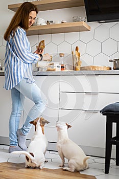 Happy woman placing healthy food into pp boxes admiring cute jack russell terrier playing at kitchen