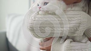 Happy Woman Playing with Cat in Cozy Living Room at Home.