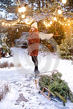 A happy woman in a red fur coat is pulling a sled with pine branches