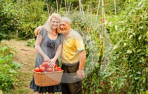 Happy woman and Senior Man with a basket of harvested freshly tomatoes in the vegetable garden