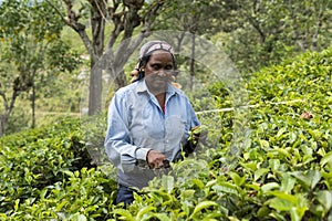 Happy woman working on a tea plantation in Sri Lanka