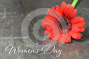 Happy Womens Day card. Gerbera daisy on rusty background