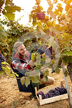 Happy worker picking black grapes on autumn vineyard