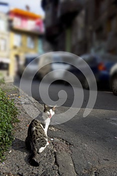 Happy yawning cat in sunny street