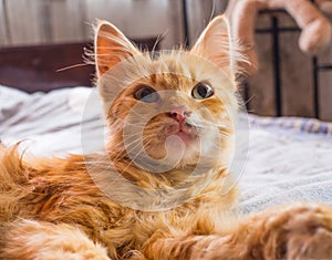 Happy yellow cat on a bed. photo